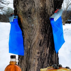 tree tapping 2.jpg